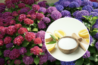 Дві ложки врятують навіть дуже чахлу гортензію: як поливати квітку лимонною кислотою