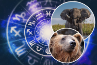 Орел, слон або коник: як дізнатися, хто твоя тотемна тварина