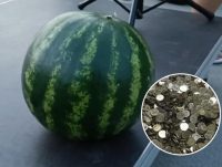 Гроші для ЗСУ: на Одещині продали кавун, який везли за 900 км із захопленого Херсона