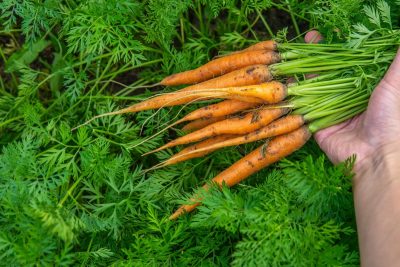 Морквяне бадилля краще не викидати: як застосовувати відходи для здоров'я, краси та в кулінарії