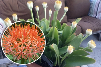 Необычный цветок, который станет магнитом для денег: как заставить гемантус цвести