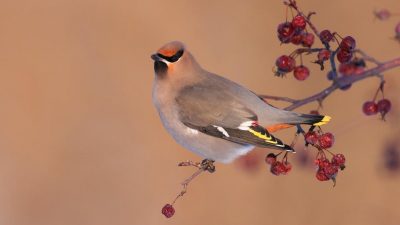 літо, прикмети літо, прикмети