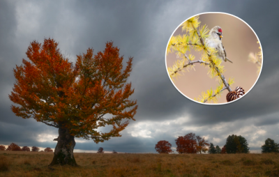 погода, погода в Україні погода, погода в Україні