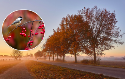 погода, погода в Україні погода, погода в Україні