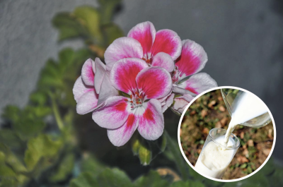 Скисле молоко краще не викидати: як приготувати просте й ефективне добриво для квітів удома