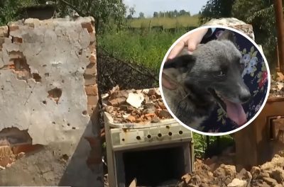 Ждала 5 месяцев: собака в Макарове героически дождалась своих хозяев и встретила их с сюрпризом