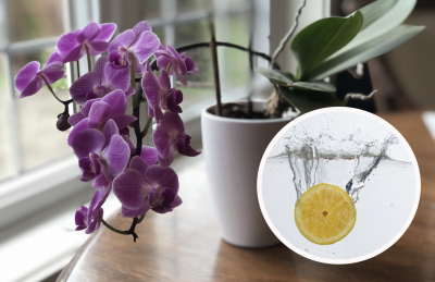Лимонна вода для орхідей: як приготувати чарівний еліксир для росту і суперцвітіння
