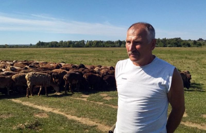 Фермер пригнав отару овець з Донеччини на Волинь: пішки йшли 50 км, сотню тварин ворог вбив з міномета