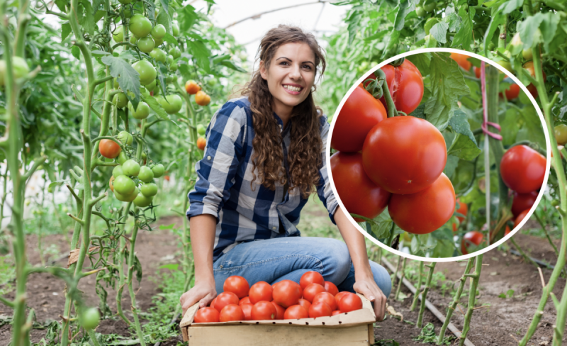 Что нужно сделать с томатами в августе, чтобы плоды были сладкими и сочными