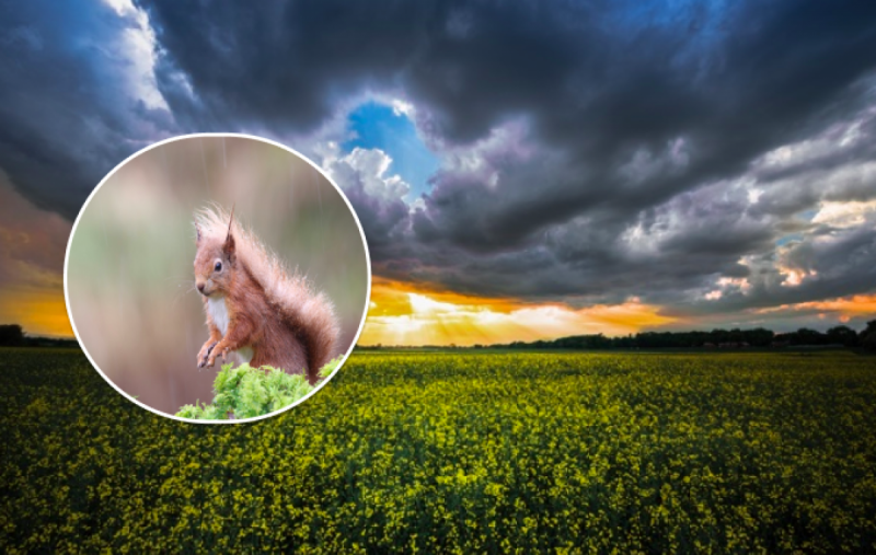 Украину завалит градом и будем плавать: синоптики предупредили о мощных ливнях