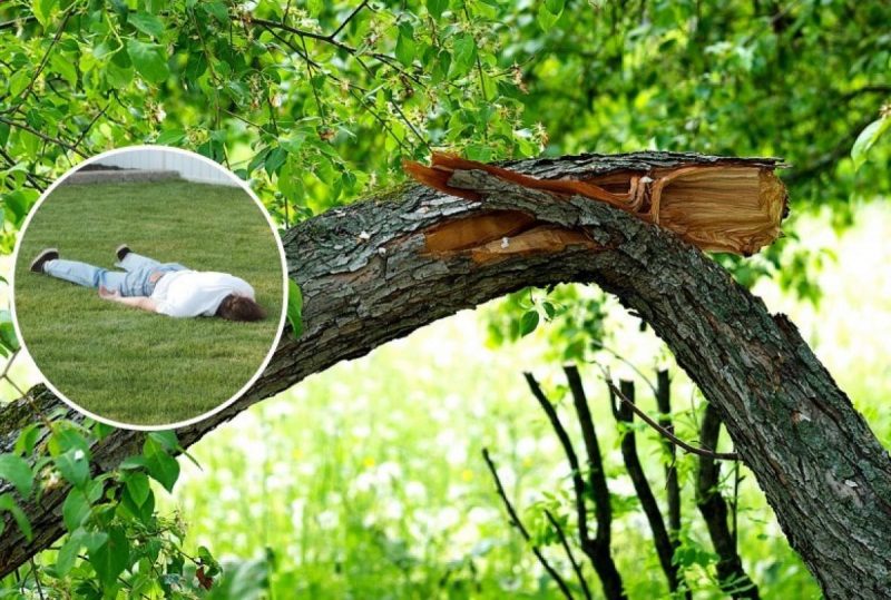 Древесина-партизан: на Херсонщине оккупант полез на дерево снимать сине-желтую ленту и сломал его