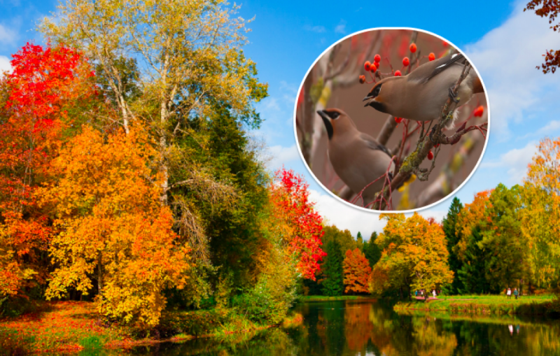 Одним бабье лето, другим мороз и снег: синоптики рассказали, каким будет октябрь в Украине