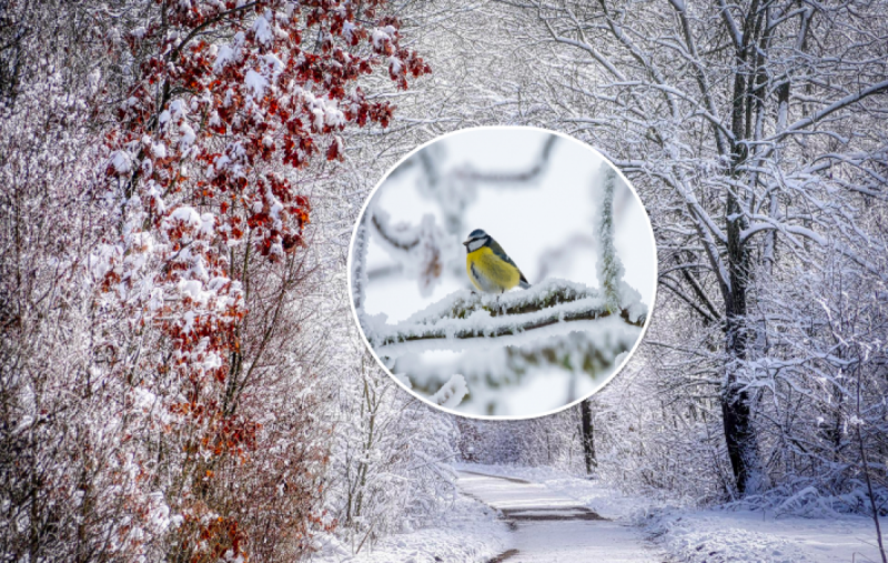 Морозы и снегопад: синоптики предупредили о резкой смене погоды в Украине