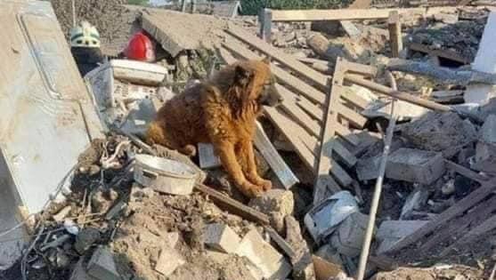 Пес Крым плакал на развалинах дома 
