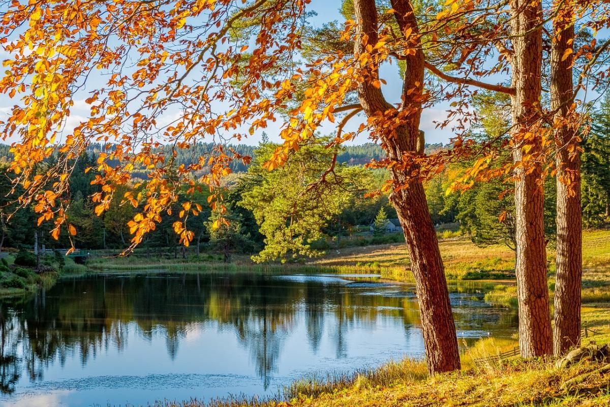 Бабье лето цветы фото