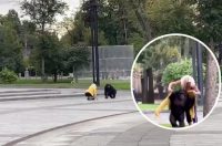 Вулицями скакала велика мавпа: у Харкові тварина з розбитого зоопарку вирвалася на волю