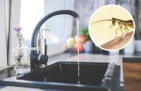 Как избавиться от тараканов: убойные способы, о которых вы не догадывались