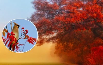 погода, погода в Україні