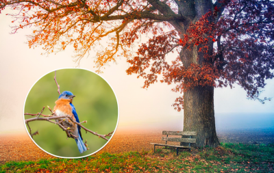 погода, погода в Україні