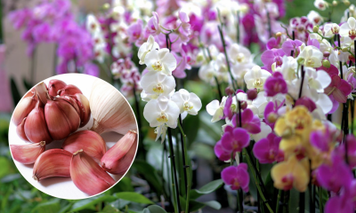 Популярная подкормка убьет цветок: когда орхидею нельзя поливать чесночной водой