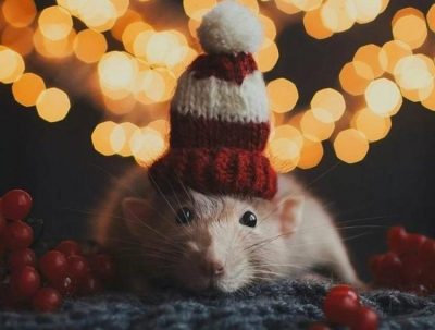 Рожденные в год Крысы: какой характер, кто станет лучшей парой и в какой сфере сулит удача