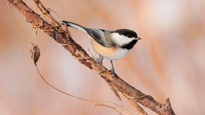 осінь, прикмети осінь, прикмети