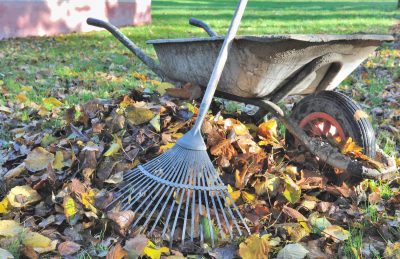 Безплатне супердобриво для саду та городу: що робити з опалим листям восени
