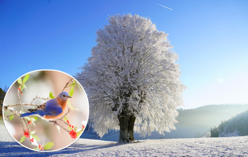 Сильні морози та багато снігу: синоптики дали прогноз на найважчу для України зиму