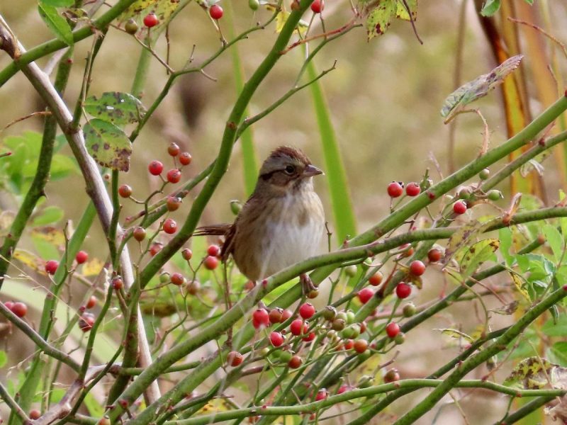 Прикмети на 22 вересня: які 2 речі потрібно зробити, щоб стати щасливішими