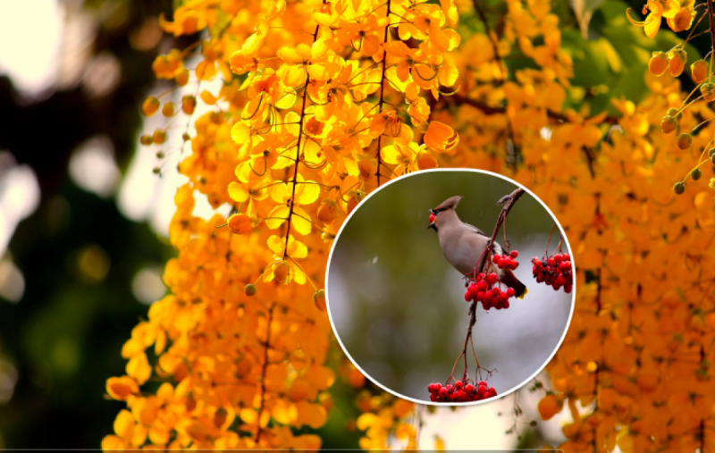 В Украину ворвется потепление: синоптик назвала самый жаркий день сентября