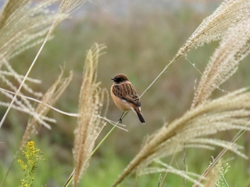 Приметы на 11 сентября: какие 3 вещи нельзя делать, чтобы не попасть в беду в день Иоанна Предтечи