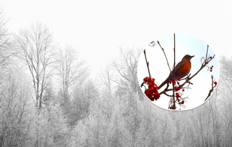 Атакують снігопади і вдарить мороз: синоптик попередив про прихід "крижаної" зими в листопаді