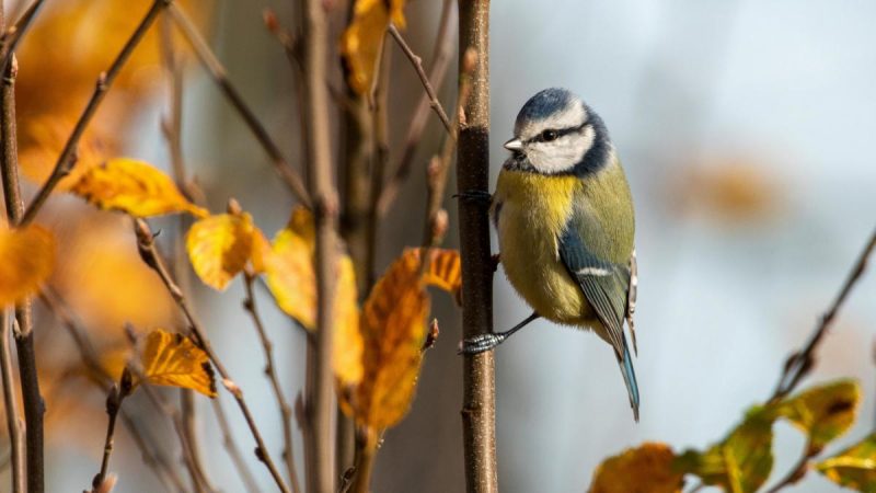 Прикмети на 19 вересня: які 5 речей не можна робити в Михайлове чудо, щоб біду не впустити