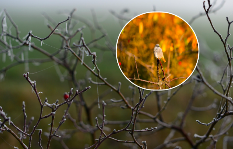 Заморозки атакують Україну: синоптики попередили про найхолодніший день