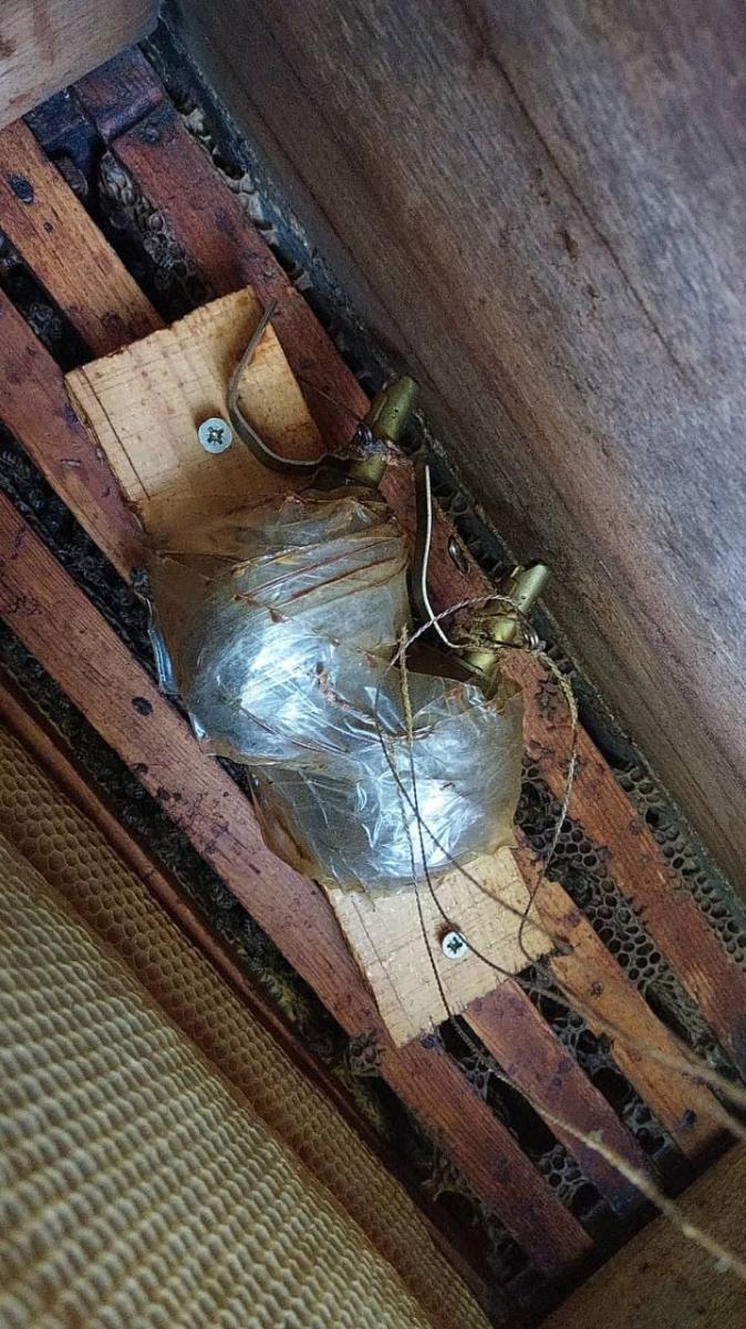 Бджоли "знешкодили" вибухівку в замінованому росіянами вулику Бджоли "знешкодили" вибухівку в замінованому росіянами вулику