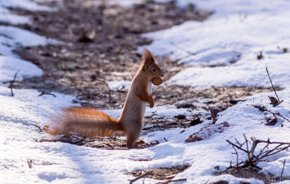 Білка Білка
