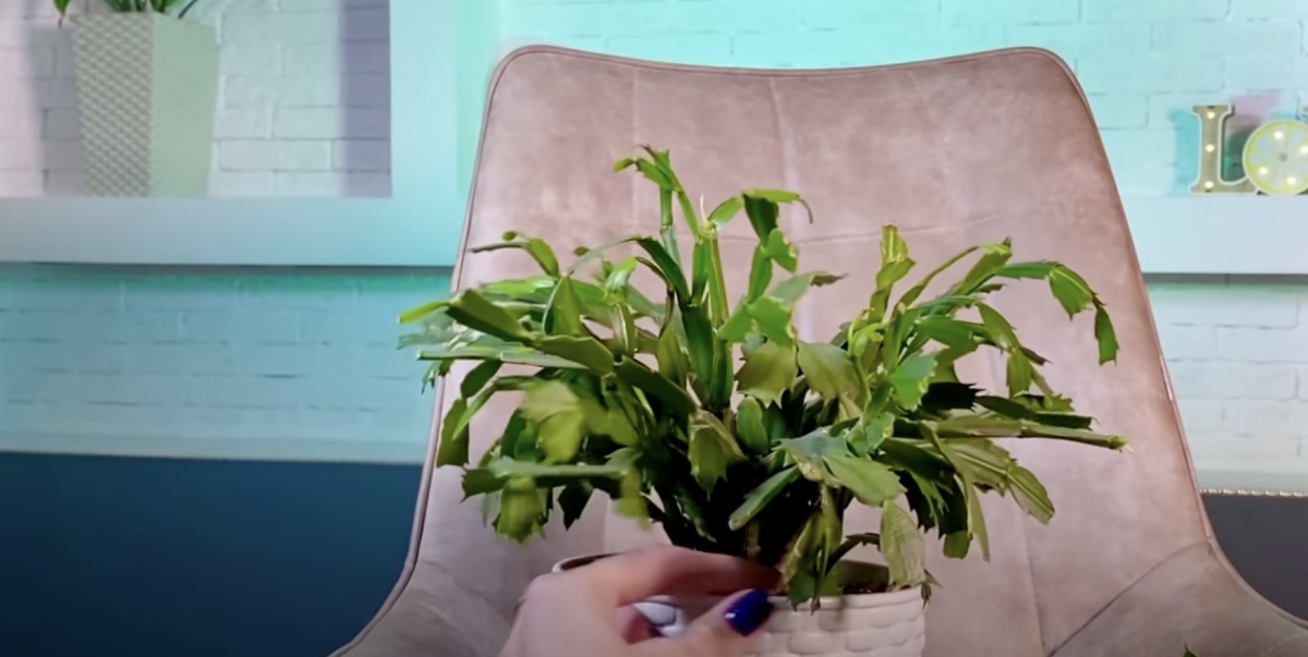 Как правильно прищипывать декабрист Как правильно прищипывать декабрист