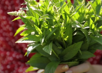 Знающие люди добавляют мяту не только в чай: как используют чудодейственное растение