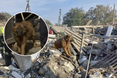 Люди со всего мира хотят помочь: как живет пес Крым, потерявший семью из-за ракетного удара РФ