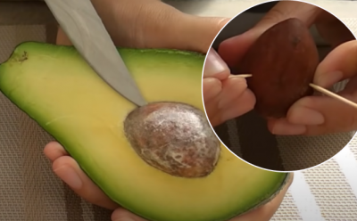 Проще некуда: как вырастить авокадо из косточки на подоконнике