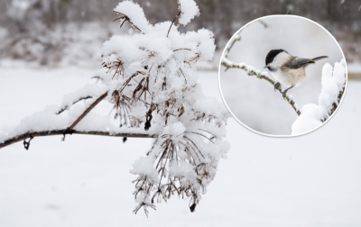 Снігом засипатиме: в Україну мчить потужний циклон