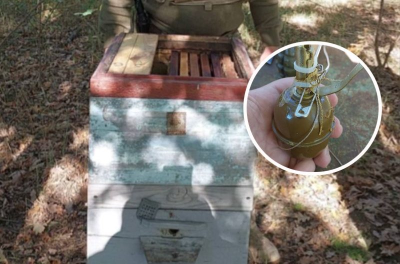 На Київщині бджоли самі "розмінували" замінованаванй окупантами вулик