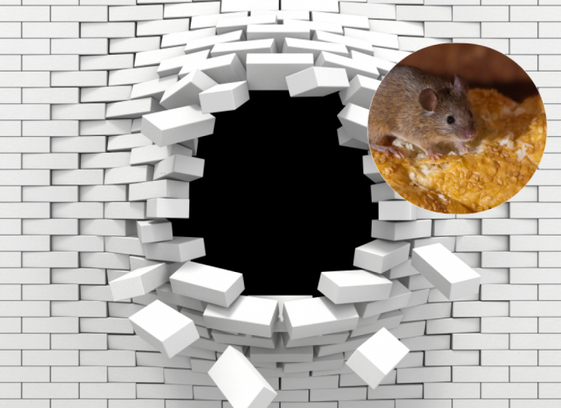 Що потрібно зробити, щоб миші пішли з дому