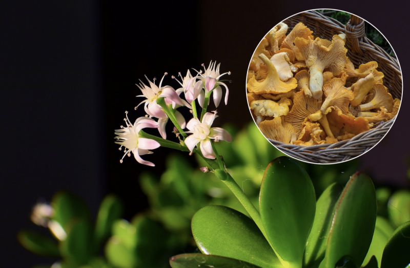 Грибний відвар для квітів - суперпідгодівля для рослин, з нею зацвіте навіть грошове дерево