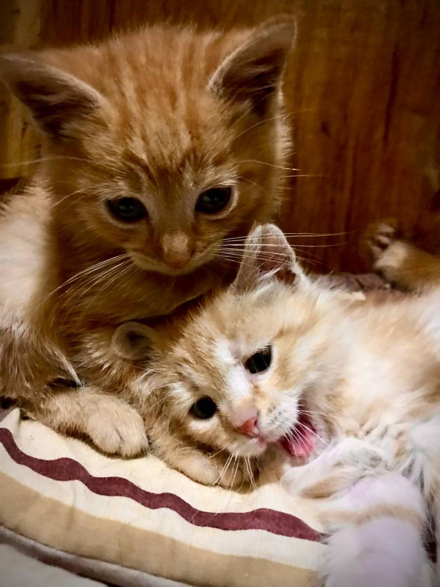 Кошенята з Ірпіня Кошенята з Ірпіня