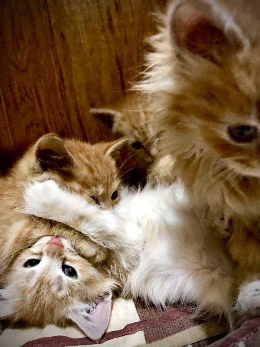 Кошенята з Ірпіня Кошенята з Ірпіня