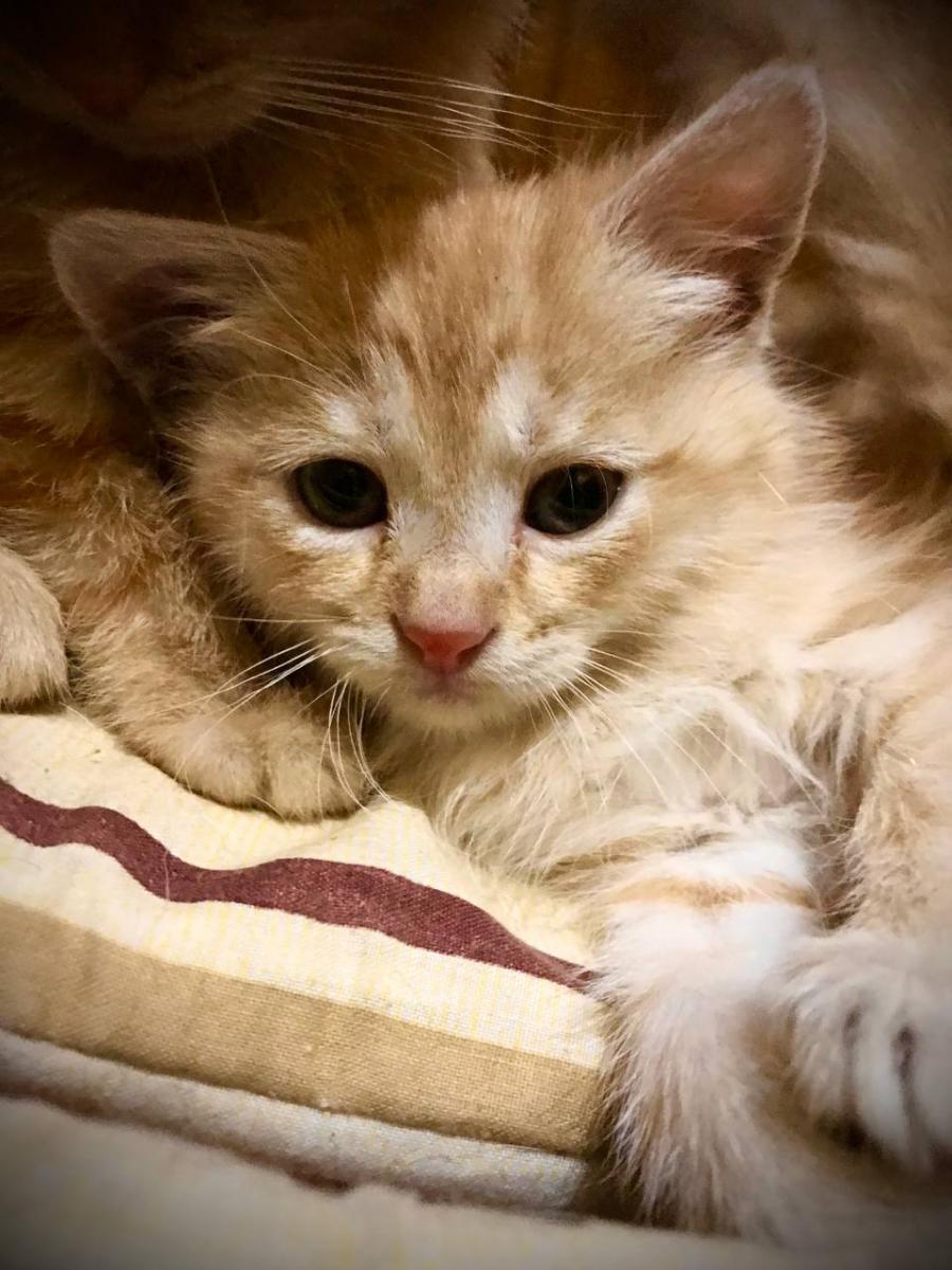 Кошенята з Ірпіня Кошенята з Ірпіня