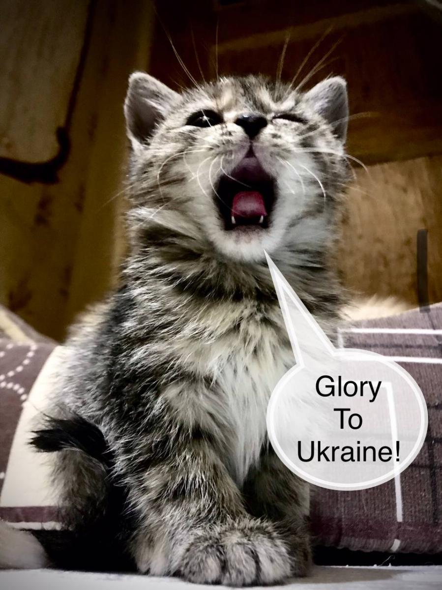 Кошенята з Ірпіня Кошенята з Ірпіня