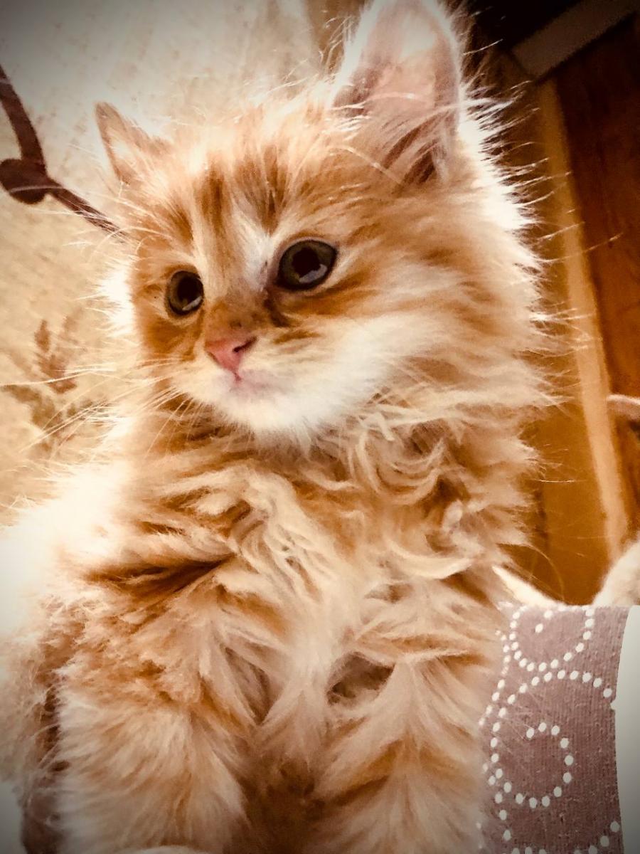 Кошенята з Ірпіня Кошенята з Ірпіня