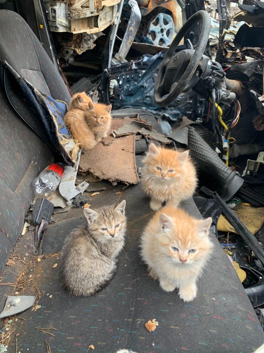 Кошенята з Ірпіня Кошенята з Ірпіня